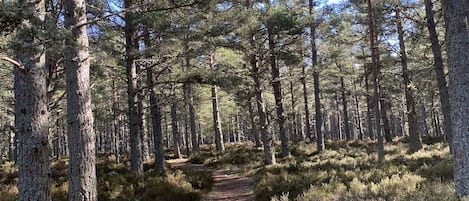 Forest walk in Boat of Garten