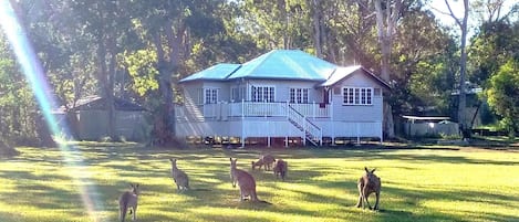 A mob of kangaroos live on our property!