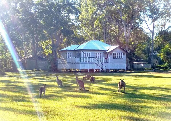 A mob of kangaroos live on our property!