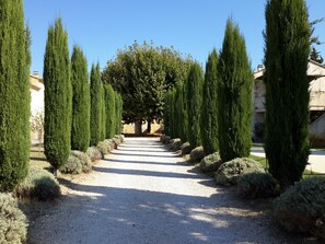 L'allée de cyprès et au fond, le platane bicentenaire