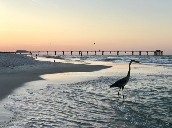 Sunrise is my favorite time to be on the beach 