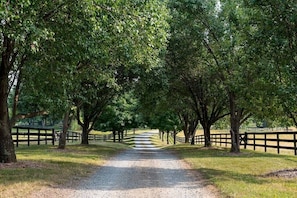 In the summer, a green lush driveway,  as you drive up to your cottage.
