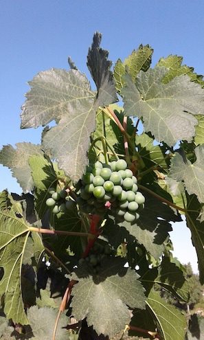 Located on a new vineyard