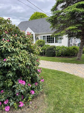 House front with large Rhododendron Hedge
