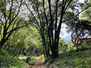 Bootlegger hike below a 100-year old oak and maple canopy.  