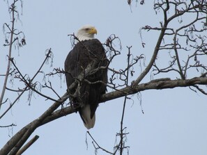 Resident bald eagles surround