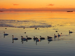 Winter swans