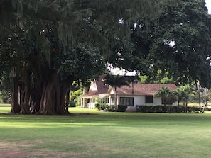 Manager's Cottage with Banyan Tree