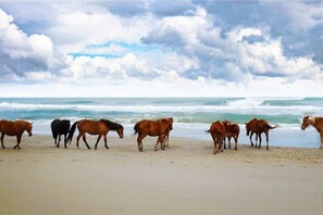 These horses actually roam the beach. Please do not feed them.  