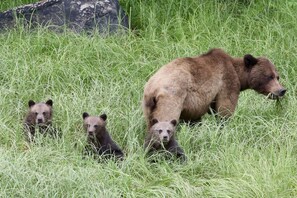 Mother grizzly with 3 cubs