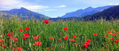 Terrain de l’hébergement 