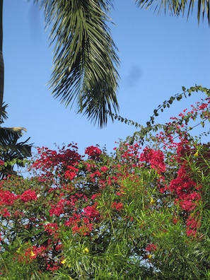 Blossoming view from the terrace