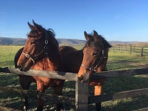 Racehorses with South Downs behind