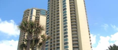 Beautiful Palisade Palms