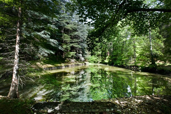 Nature, Vegetation, Natural Environment, Natural Landscape, Landscape, Nature Reserve, Forest, Pond, Woody Plant, Reflection