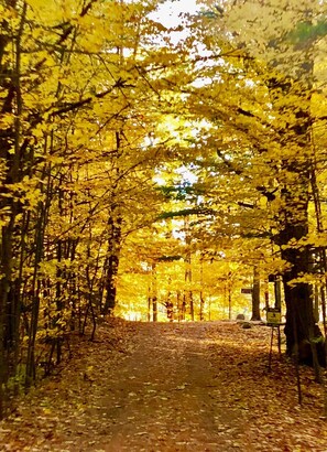 Fall colors - lane to Casa del Lago 