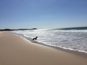 North Haven Beach is a kilometre from Black01 and is dog friendly