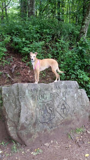 Stella on "The Appalachian Trail" 
