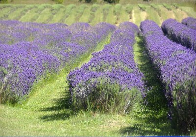 Chestnut Daylesford Centrally Located