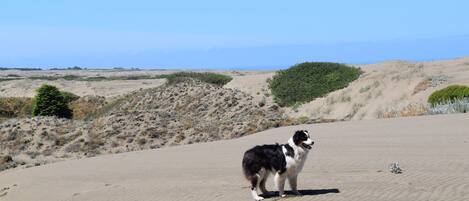  Dog-friendly dunes part of property.
