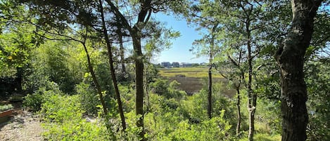 Your view through the mature trees to the Marsh and Pamlico Sound.