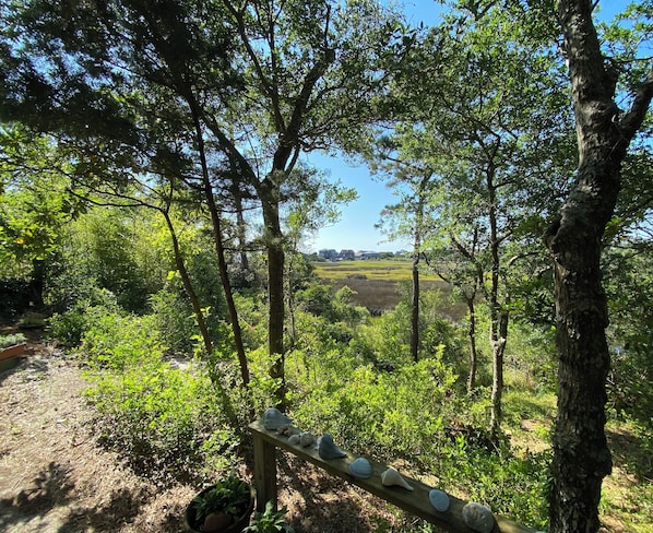 Your view through the mature trees to the Marsh and Pamlico Sound.