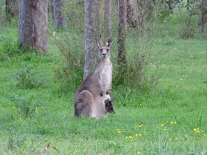 You may spot a Kangaroo whilst here, mother & baby spotted from the back deck