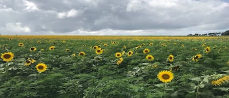 Overnatningsstedets område