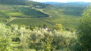 The impressive vineyards in front of the property