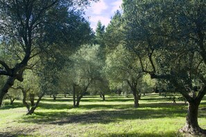 Our oliveyard