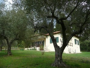 Oliveyard