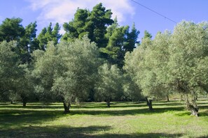 Our oliveyard