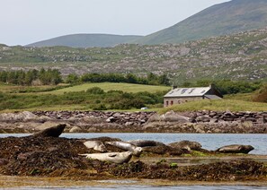 Seals on rocks near Pier Cottage