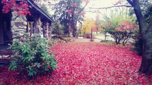 Autumn Carpet of Scarlet !!