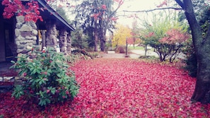 Autumn Carpet of Scarlet !!