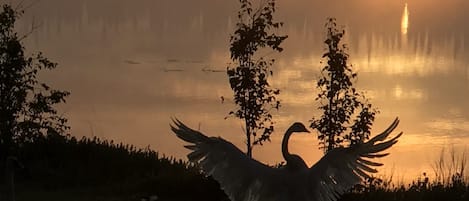 Trumpeter swan after the rain