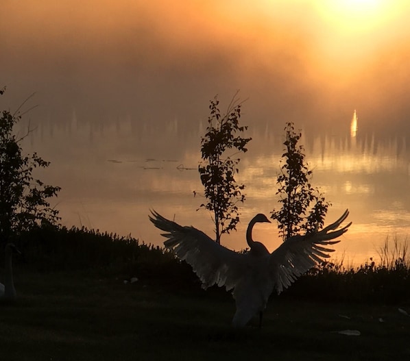 Trumpeter swan after the rain