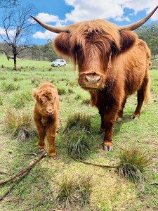 Bumblebrook - Pet Friendly & Romantic Getaway great views