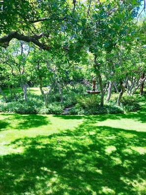 Back yard with fountain.  A paradise for wildlife.