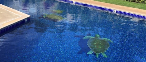 View of tiled Giant Green Turtles swimming on the bottom of pool.