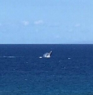 Whale viewing from our balcony!!