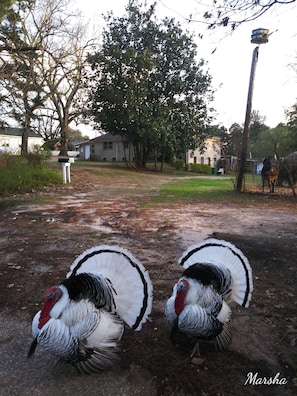 The Royal Palm welcome committee