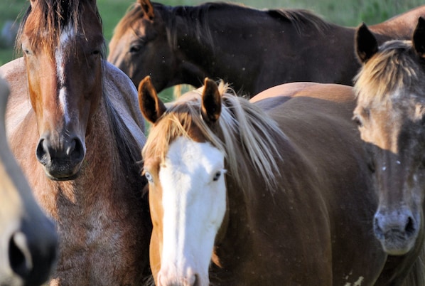 My herd is eager to welcome you to our farm.