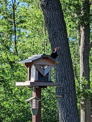 Yes, that's a Pileated Woodpecker.  Had 3 at one time!