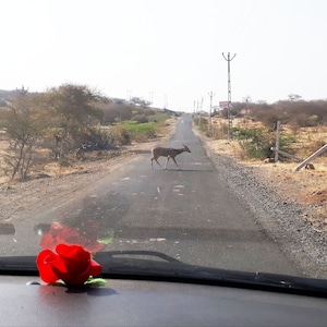 The gir farm... a home away from home...