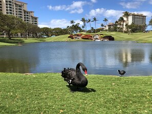 Golf couse and walking grounds