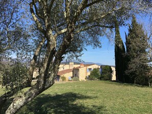 view from the olive trees