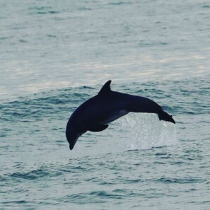 Just 50 feet off shore!