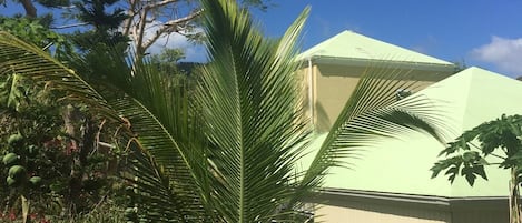 Traveler palm Cottage and garden