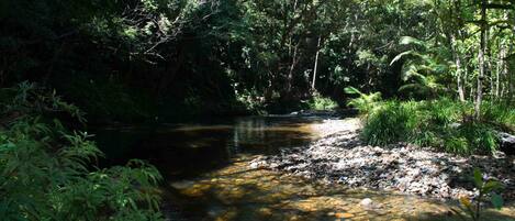 Natural pool